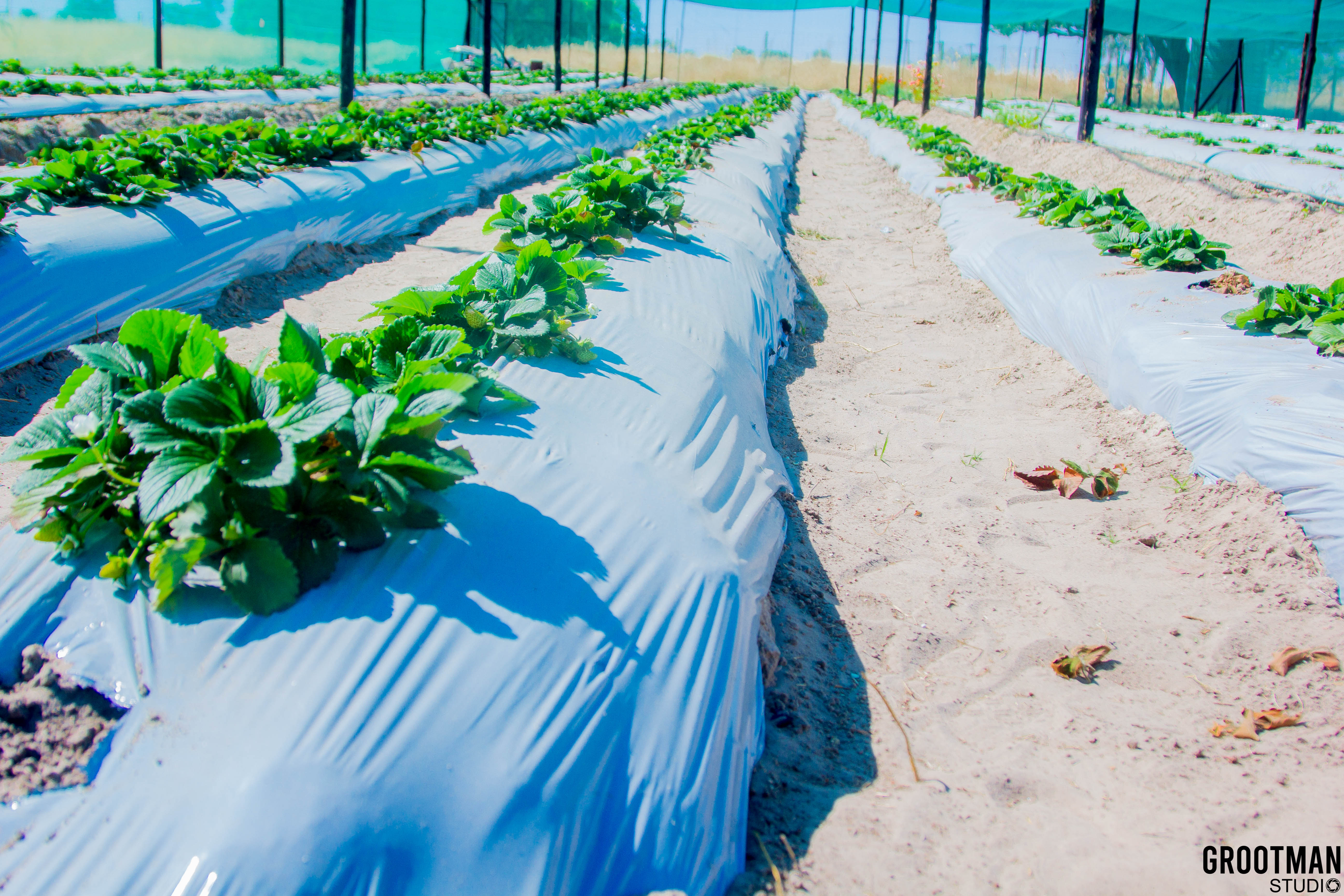 Strawberry Picking Garden