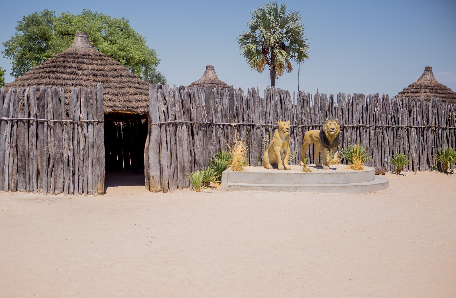 Wild Lion Tours northern Namibia